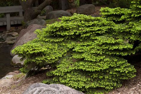 Evergreen Shrubs Dont Disappoint Add Them To Your Landscape For Vibrant Flowers Leaves And
