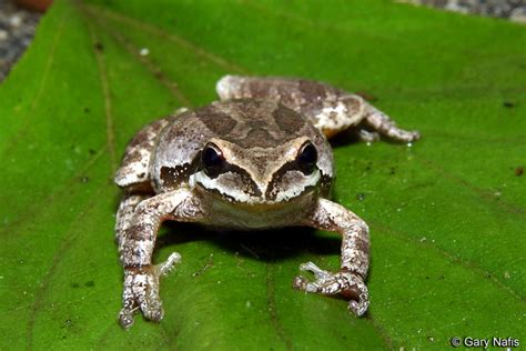 California Tree Frog Alchetron The Free Social Encyclopedia