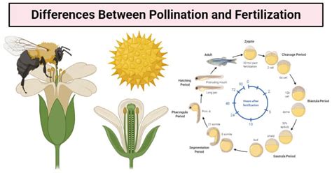12 Differences Between Pollination And Fertilization Pollination