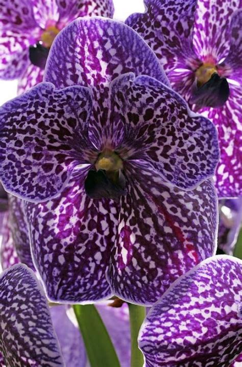 Pin By Ewa On Flowers Vanda Orchids Purple Orchids Orchid Flower