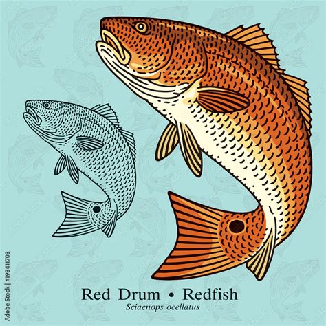 Vetor De Red Drum Redfish Vector Illustration With Refined Details