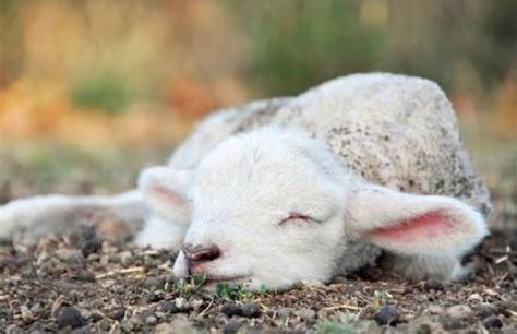 Pin By Angel Prewitt On Animal Kingdom Cute Lamb Cute Baby Animals