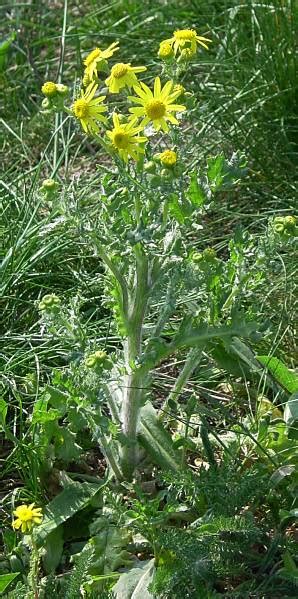 senecio leucanthemifolius poir subsp vernalis waldst and kit greuter portale della flora d
