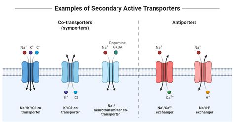 Active Transport Definition Types Process Examples