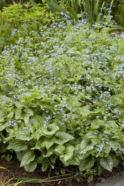 Brunnera Jack Frost Has Frosty Silver Leaves That Offer A Brilliant