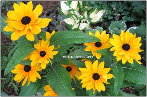 Plant name description size price; Heidi Horticulture: Rudbeckia hirta 'Indian Summer'