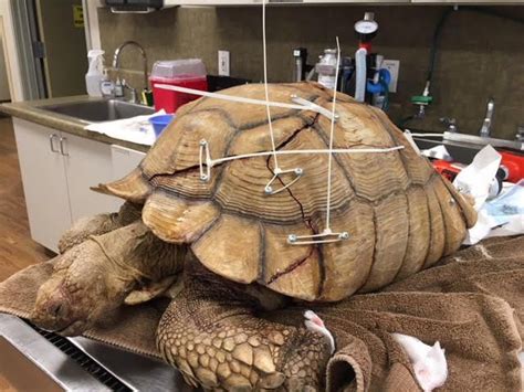 Jul 18, 2021 · due to the high demand for box turtles on the pet trade, these turtles can be quite expensive to acquire. How Much Does A Baby Sea Turtle Cost