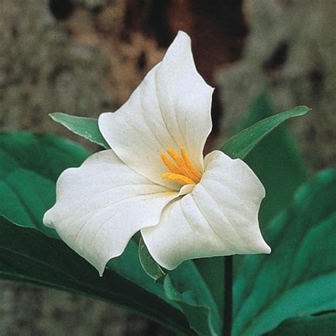 Spring Hill Nurseries White Flowers Great White Trillium Live Bareroot