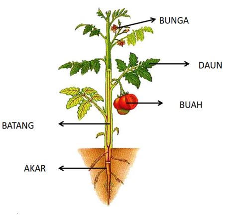 Struktur Tumbuhan Dan Fungsinya Lengkap Dengan Penjelasan Terlengkap