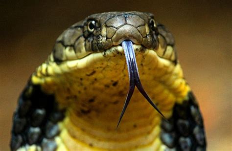 Face To Face With A King Cobra Get Ahead
