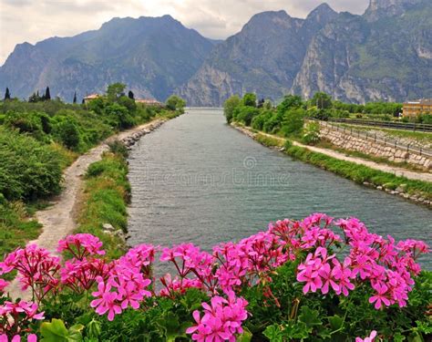 Flowers River And Mountains Stock Photo Image Of Nice Mountains