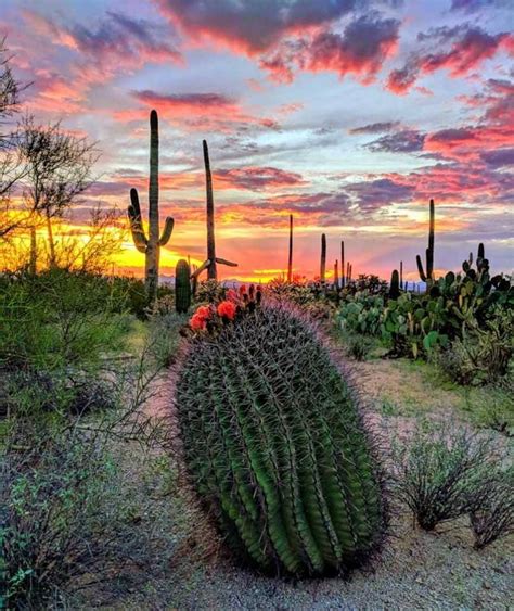 The Sunset Views From Saguaro National Park Never Disappoint Photo By