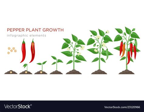 It's a staple veggie with a ton of taste and a heck of a lot of versatility. Chilli pepper plant growth stages infographic vector image ...