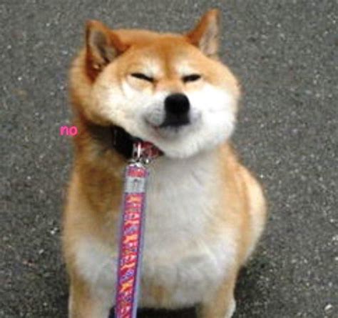 Find and save shiba inu memes | from instagram, facebook, tumblr, twitter & more. The Best Of The Hilarious Shibe Meme
