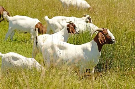 Boer Goat Breed Information Livestocking