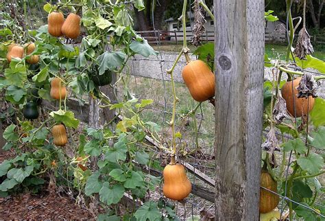 How To Grow Butternut Squash In Containers