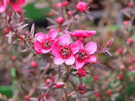 However, beauty alone did not make 'ruby glow' popular. PlantFiles Pictures: Leptospermum, Broom Tea-Tree, Manuka ...