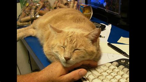 They are prone to diseases if you capture them when they are younger. Taming a feral TOM CAT 101.4 (part 4 - he's a pet now ...
