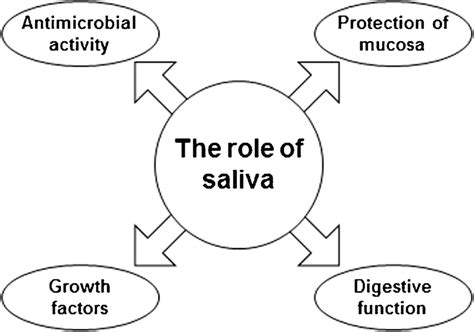 The Role Of Saliva Saliva Contains Digestive Enzymes Various Growth