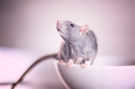 Cute Pet Rats Grooming
