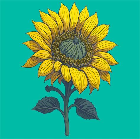 Premium Vector Sunflower Vector Illustration
