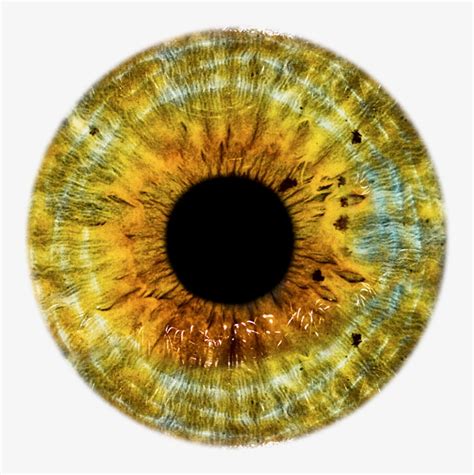 We did not find results for: Golden Eyes, Dragon Eye, All Seeing Eye, Yellow Eyes ...