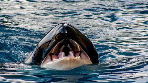Orcas Sink Another Boat Off Gibraltar After Relentless 45 Minute Attack