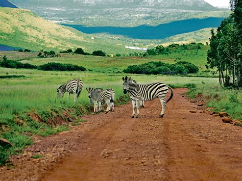 Landscape Wallpaper Landscape Kruger National Park Popular Century