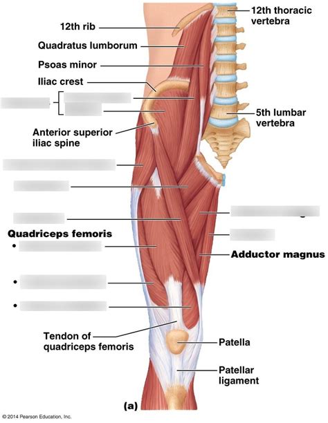 Leg Muscles Front Diagram Quizlet