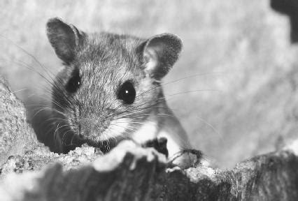 Hantavirus' is a family of viruses that spread by rodents. Hantavirus symptoms - Medical Zone