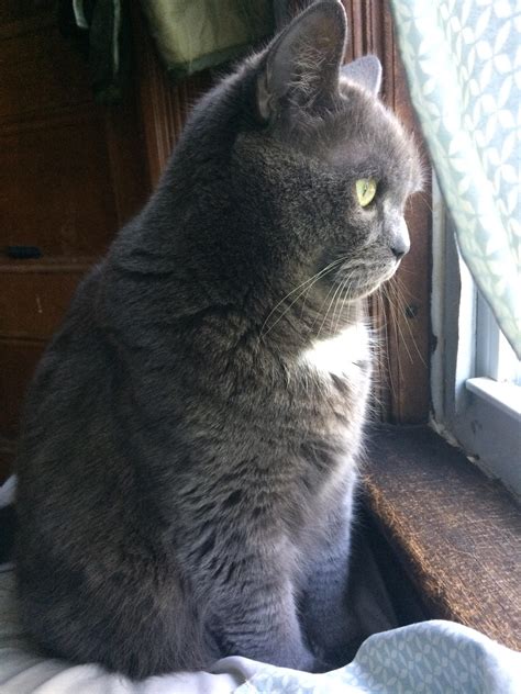 Do bigger cats also have larger paws? My flat faced baby : cats