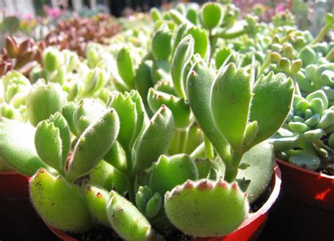 Grow native nursery california botanic garden, 1500 north college ave, claremont, ca 91711 tel: California Nursery Specialties - Cactus Ranch - Cacti and ...