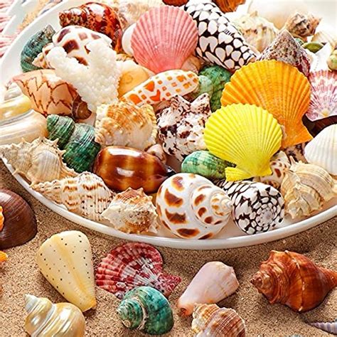Buy Sea Shells Mixed Beach Seashells Colorful Natural Seashells