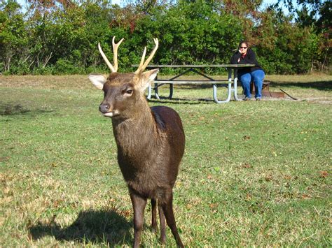 Sika Deer Visitor 3 Edgee Flickr