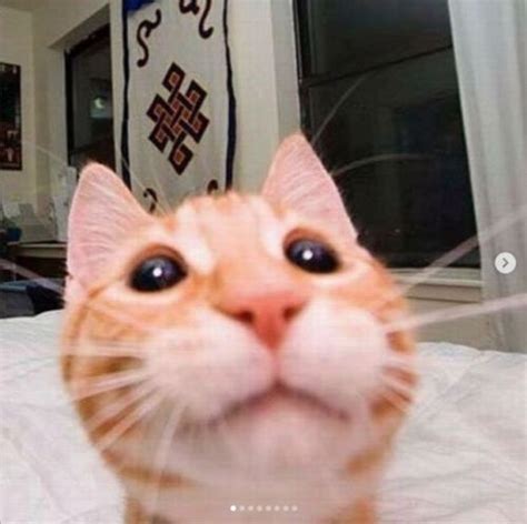 Maybe you would like to learn more about one of these? justcatposts:Wanna boop meow nose ? | Funny cats, Cat ...