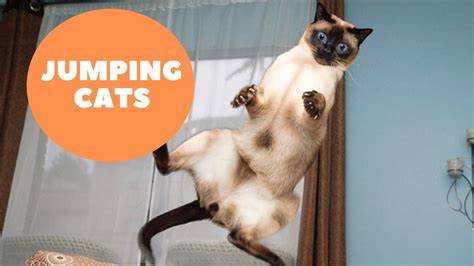 Funny Cat Jumps Fails Compilation Youtube