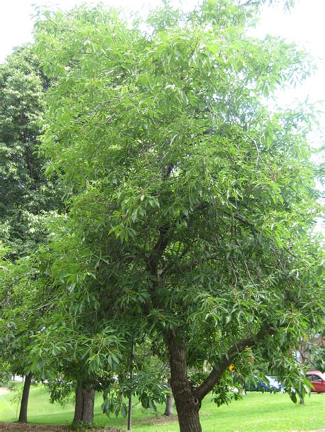 Basic Tree Tree Identification Regional And Community Forestry