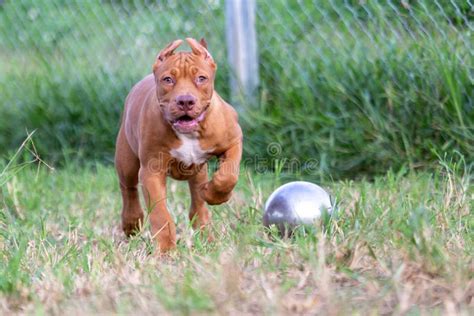 Three Month Old Pitbull Puppy A Big Perfect Young Brown Pitbull