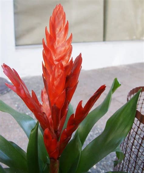 How To Care For A Vriesea Plant Flaming Sword Smart Garden Guide