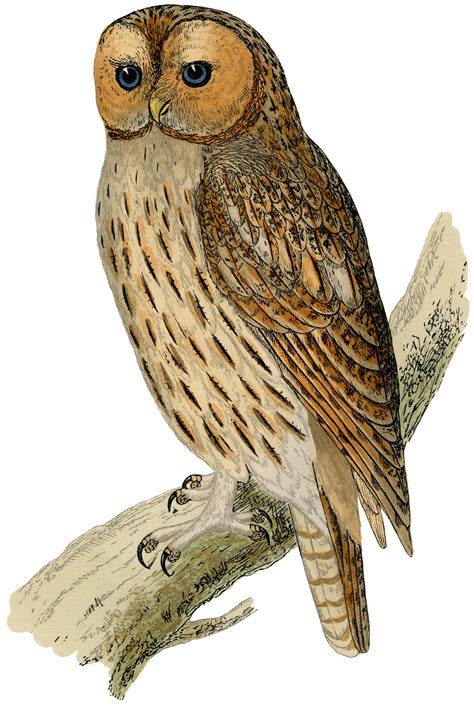 Free History Owl Cliparts Download Free History Owl
