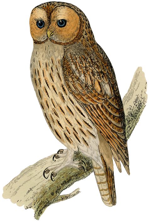 Vintage Printable Owl Images - The Graphics Fairy