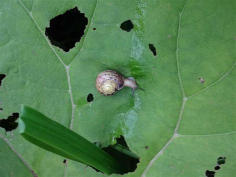 What do land snails eat? How to Get Rid of Slugs or Snails | Grow Weed Easy