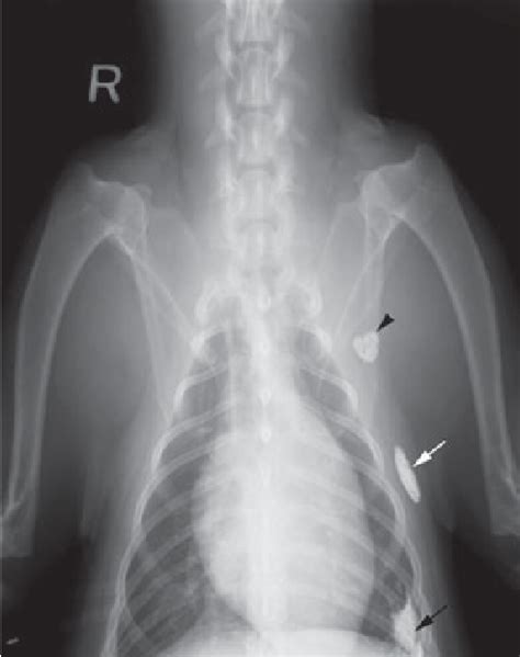 Figure 3 From Radiographic Lymphangiography In The Dog Using Iodized