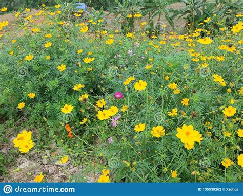Yellow Cosmos Flowers Meadow On The Mountain Slope In Nan Thailand