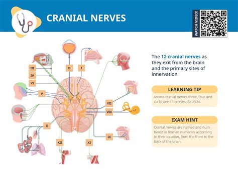 cranial nerves mnemonic [ free cheat sheet] lecturio