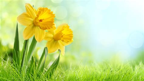 Download Wallpaper 1600x900 Yellow Daffodils Flowers Weed