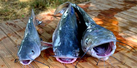 Us Gets Hooked On Vietnamese Catfish