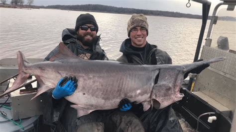 State Record Paddlefish Captured On Keystone Reservoir By Oklahoma