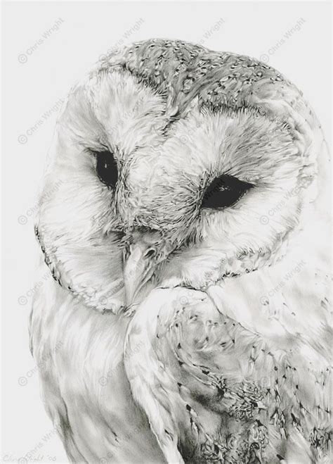 Pin By Sooric4ever On Kleurplaten Wildlife Art Owls Drawing Owl Sketch