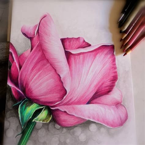 Easy Rose Flower Color Pencil Drawing Mediareka